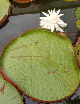 Vitoria regia - planta aquática muda 40cm