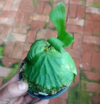 Platycerium Ridleyi -muda 12cm