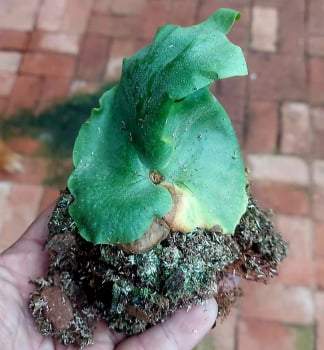 Platycerium Wandae-muda 12cm