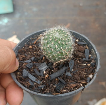 Rebutia albipilosa - muda 3a4cm