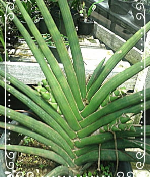 Sanseviera Superb-10a12cm