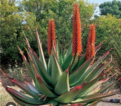 Aloe ferox 