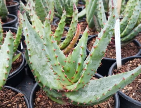 Aloe ferox 