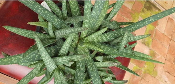 Aloe ellembeckerri