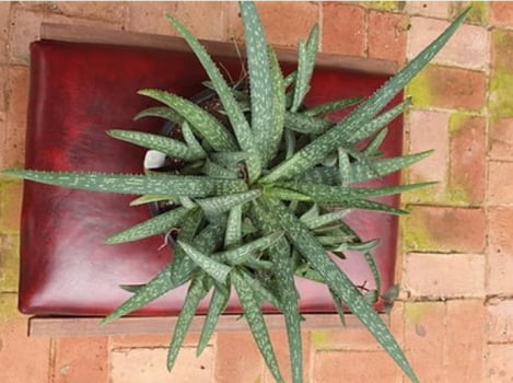 Aloe ellembeckerri