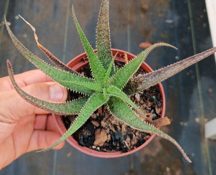 Aloe purple haze