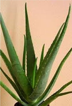 Aloe vera 