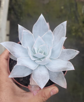 ECHEVERIA CANTE 