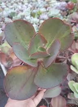 Echeveria colorata gigbiflora conga