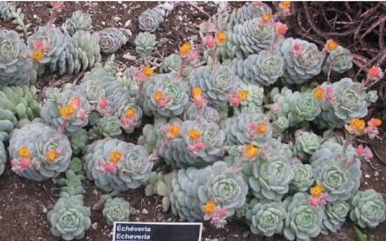 Echeveria derenbergii