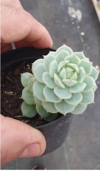 Echeveria derenbergii