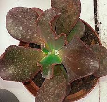 Echeveria gigbiflora david harris- cactos brasil 