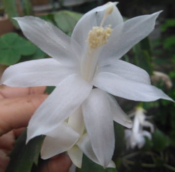 Flor de maio branca 