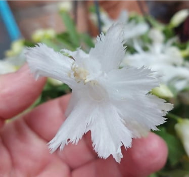 Flor de maio repicada branca . Muda jovem 