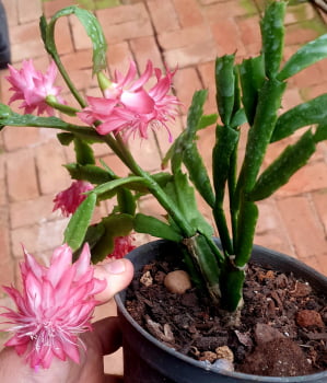 flor de maio repicada pink