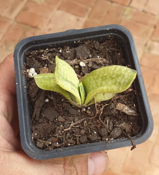 Gasteria brechyphylla variegata 