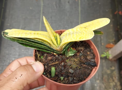 Gasteria gracilis variegata -10cm 