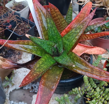 Gasteria nítida var armstrongii