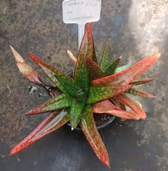 Gasteria nítida var armstrongii