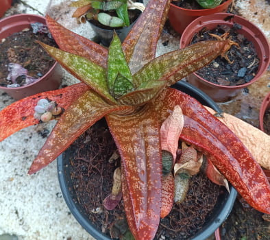 Gasteria nítida var armstrongii
