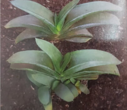 Gasteria nítida var armstrongii