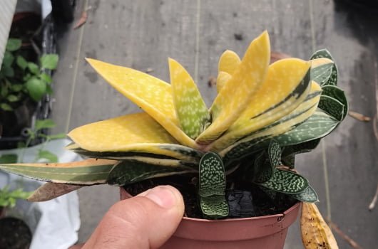 Gasteria gracilis variegata