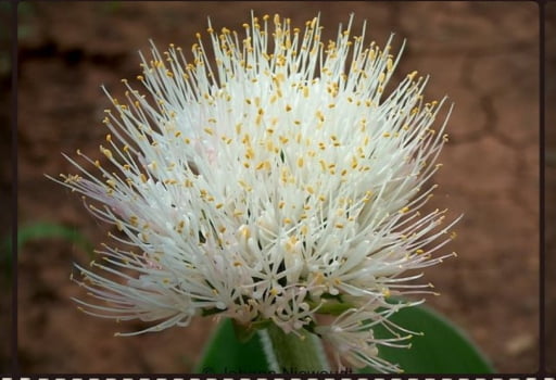 Haemanthus humilis