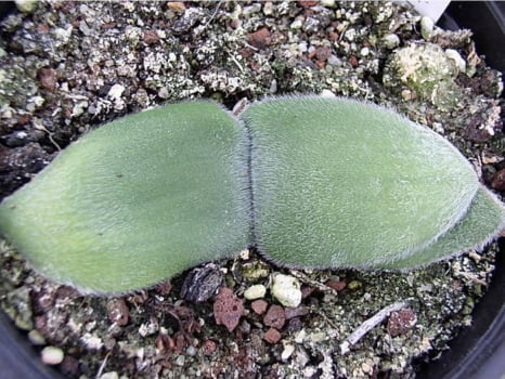 Haemsnthus humilis