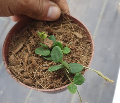 Hoya serpens -muda 10cm