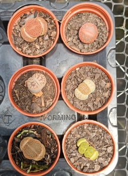 Lithops- Planta Pedra _ Oferta 