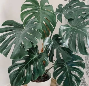 Monstera costela de Adão 