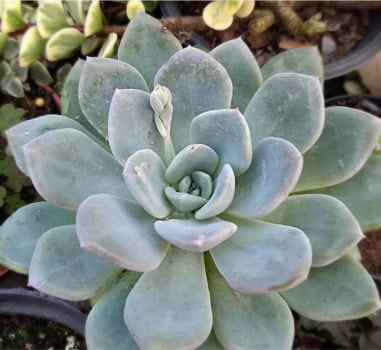 pachyveria moonstones pachyveria moonstones