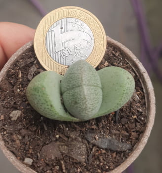 Pleiospilo Nelli