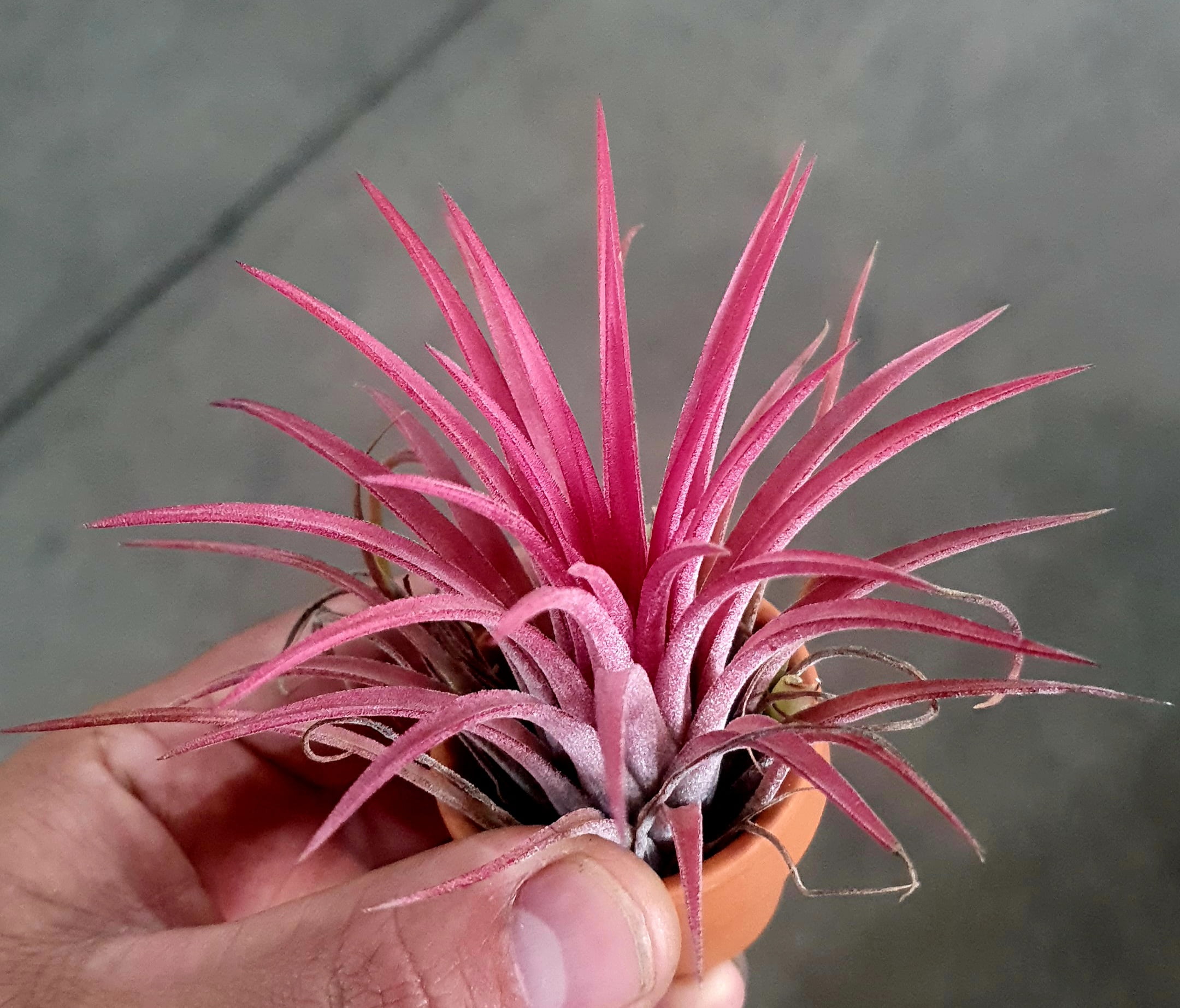 Tillandsia Ionantha Fire - Cactos Brasil